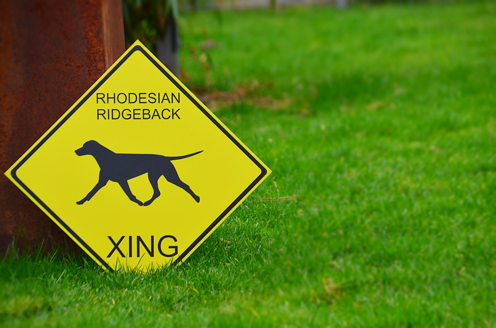 YELLOW SIGN "Rhodesian Ridgeback XING"